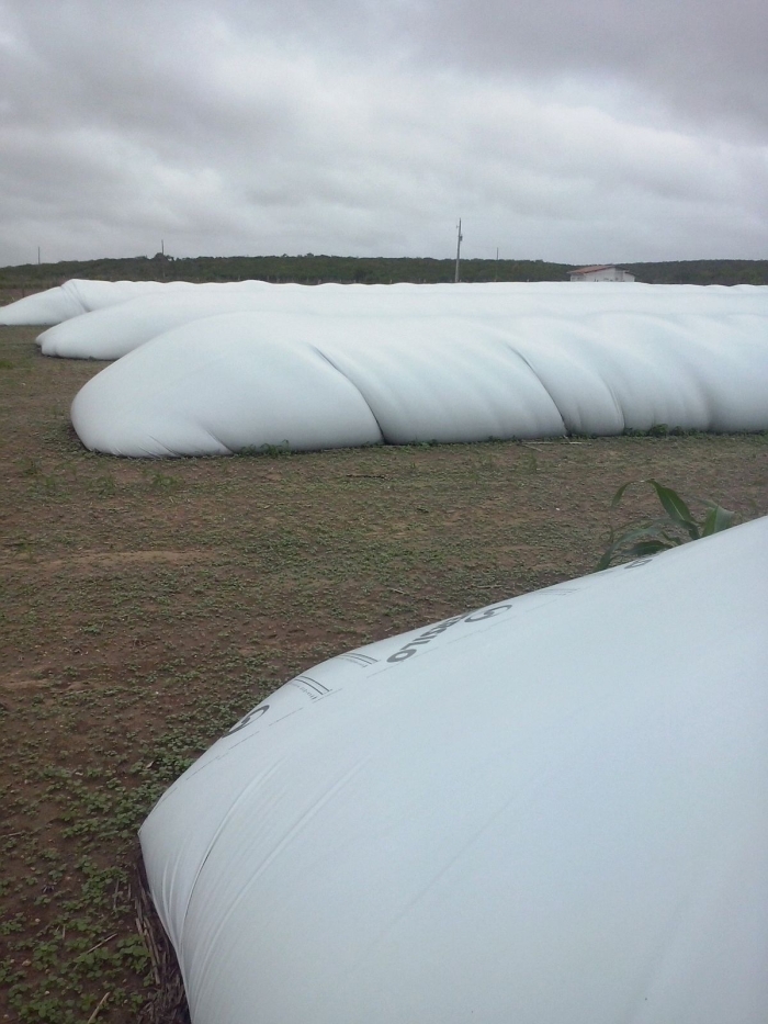 Imagem do dia - Milho armazenado em silo bolsa em Poço Verde (SE), do produtor José Everaldo