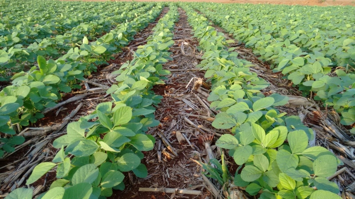 Imagem do dia - Lavoura de soja em Medianeira (PR), do produtor Jair Berta