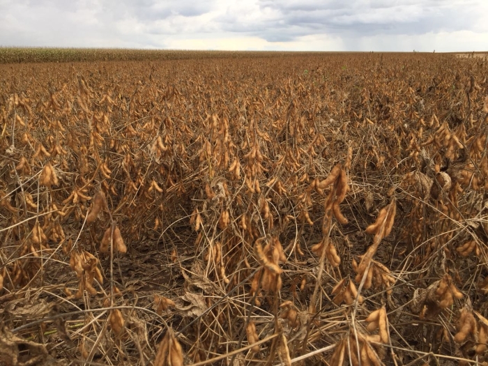 Chuva no Piauí atrasa a colheita da soja e plantio do milho safrinha - Foto: Frederico Olivi