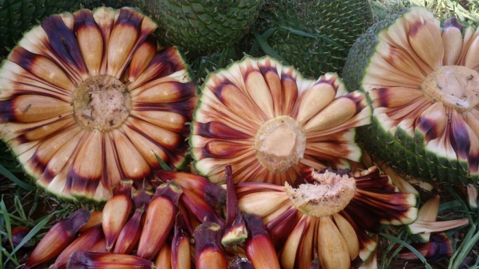 Imagem do dia - Colheita de pinhão em Santa Maria do Oeste (PR), na propriedade de Gustavo Otaviano de Siqueira