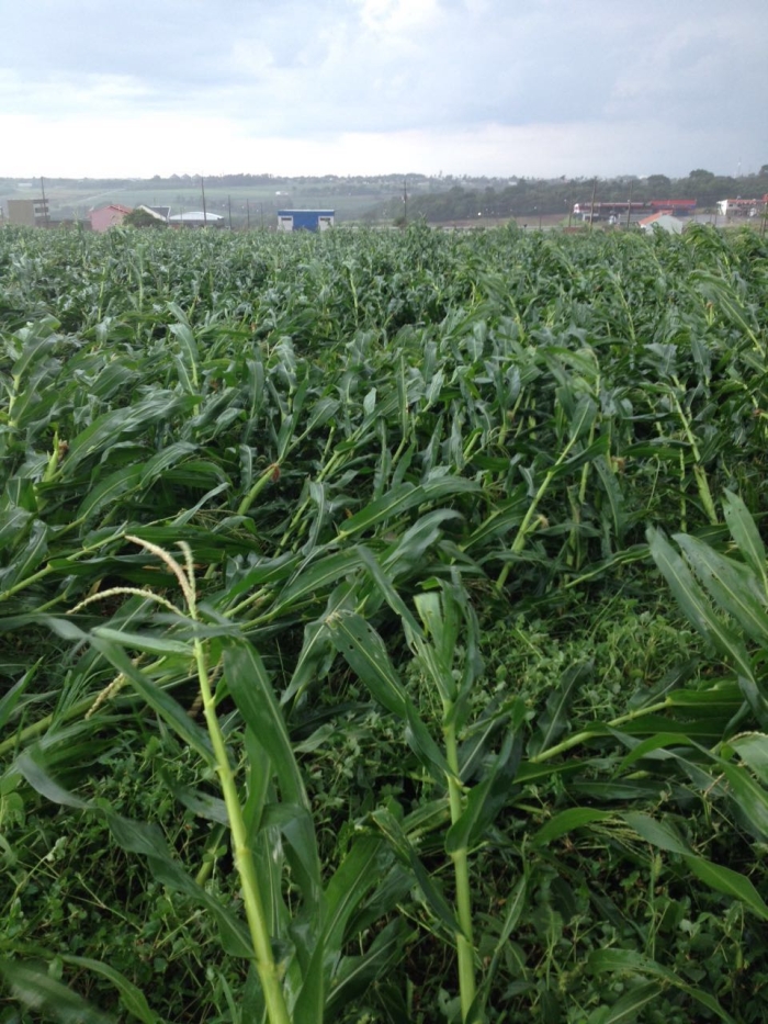 Imagem do dia - Lavoura de milho em Assis Chateaubriand (PR), após ventania. Enviado pelo Engenheiro Agrônomo Renato Wiebrantz