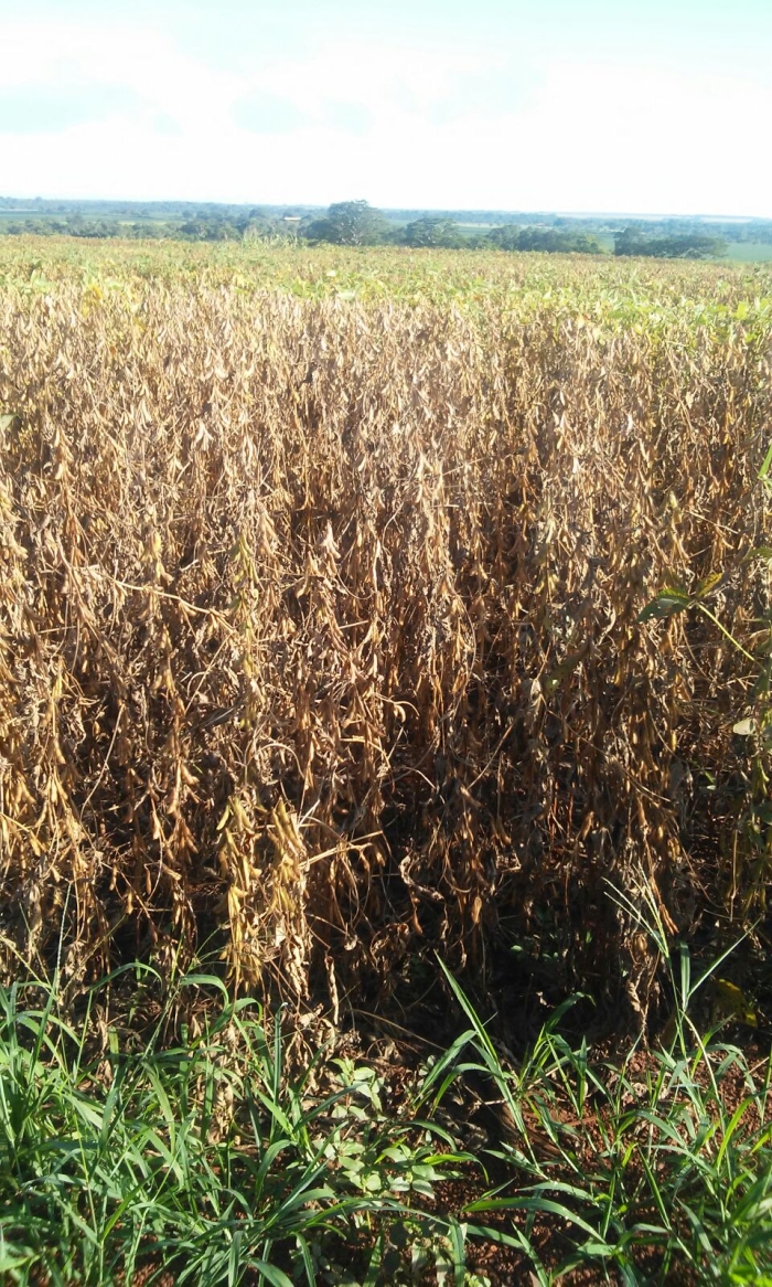 Imagem do dia - Lavoura de soja em Vicentinópolis (GO), na Fazenda 2 Irmãos