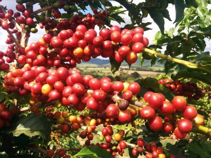 Imagem do dia - Lavoura de café em Piumhi (MG)
