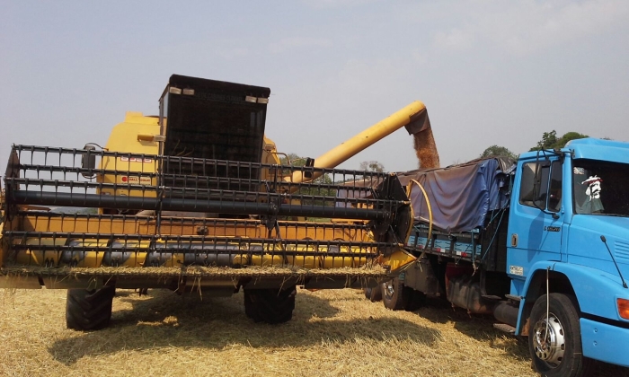 Imagem do dia - Colheita de trigo em Esquina Gaúcha (PR), do produtor Luiz Carlos Bortoli