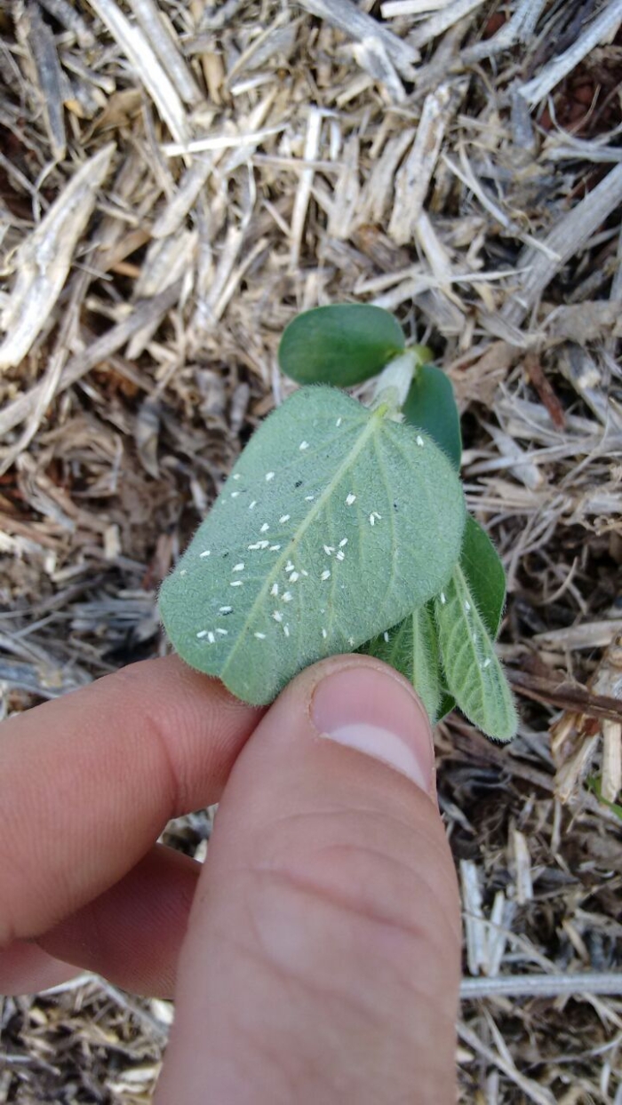 Imagem do dia - Mosca branca em Bom Sucesso do Sul (PR). Enviado pelo Engenheiro Agrônomo Ângelo Simonato