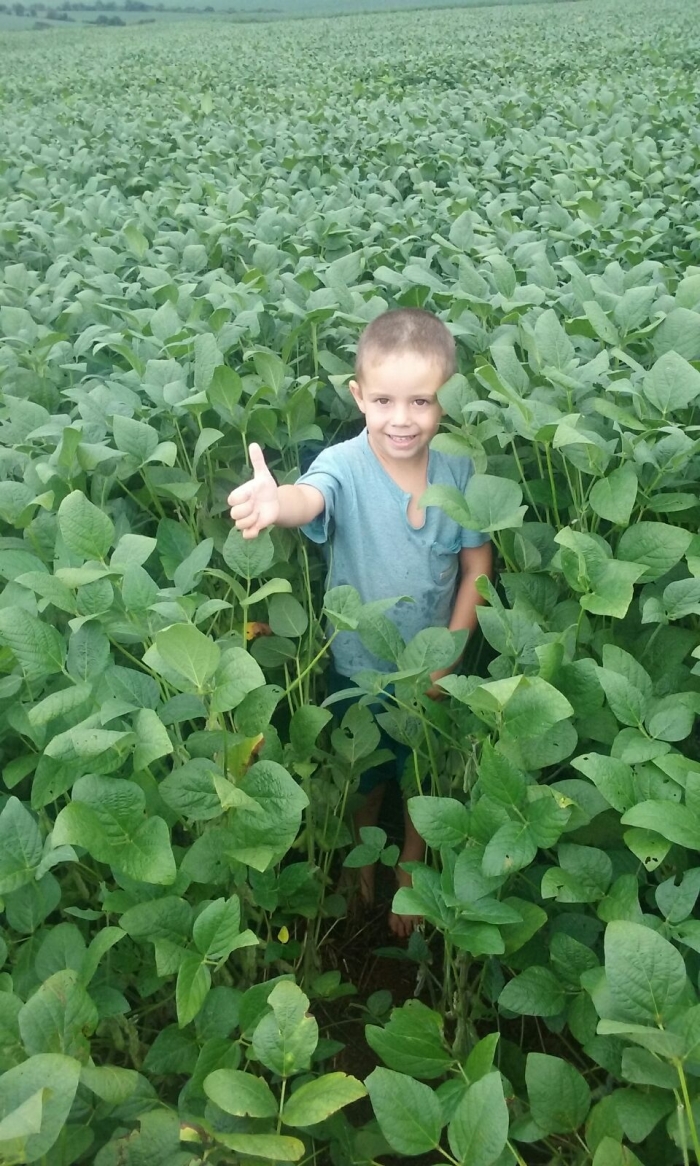 Imagem do dia - Artur na lavoura de soja em Coronel Barros (RS). Enviado pelo Técnico Agrícola Matias Raimann