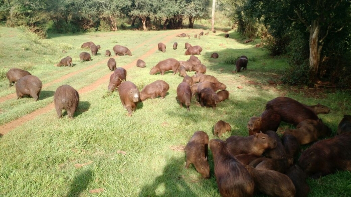 Imagem do dia - Capivaras em São Pedro do Butiá (RS)
