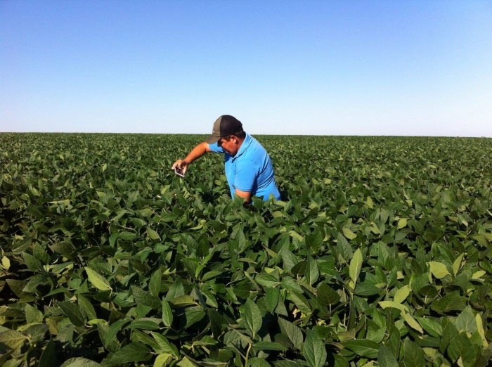 Imagem do dia - Lavoura de soja em Palmeira das Missões (RS), da Família Pias