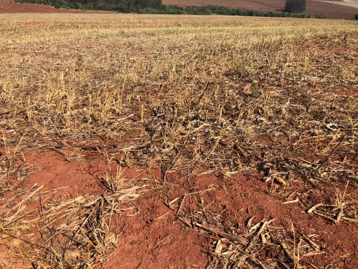 Plantio da soja perdido na região de Doutor Camargo (PR) - Foto: Ildefonso Ausec