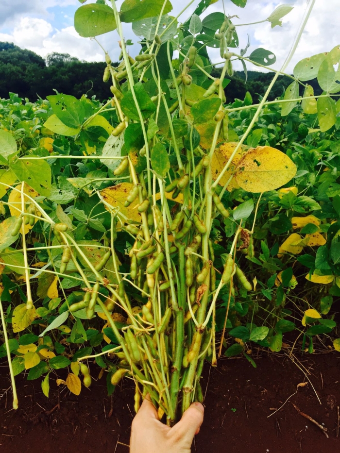 Imagem do dia - Lavoura de soja em Lagoa Vermelha (RS). Enviado pelo Engenheiro Agrônomo Carlos R. Dellavalle Filho