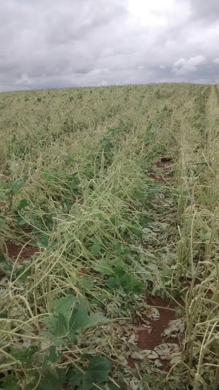 Imagem do dia - Lavoura de soja em Itapetinga (SP), do produtor Lucas Ouro