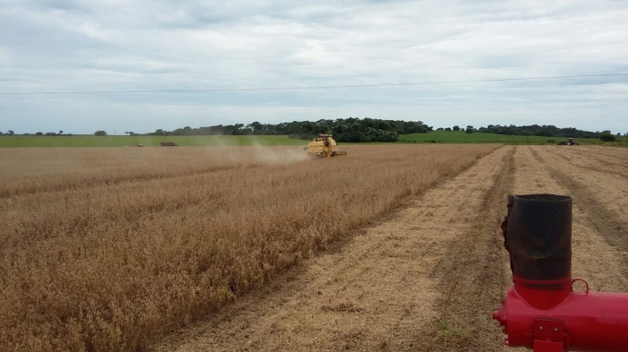 Imagem do dia - Início da colheita de soja em Paranapuã (SP), do produtor Vitalino Mantty