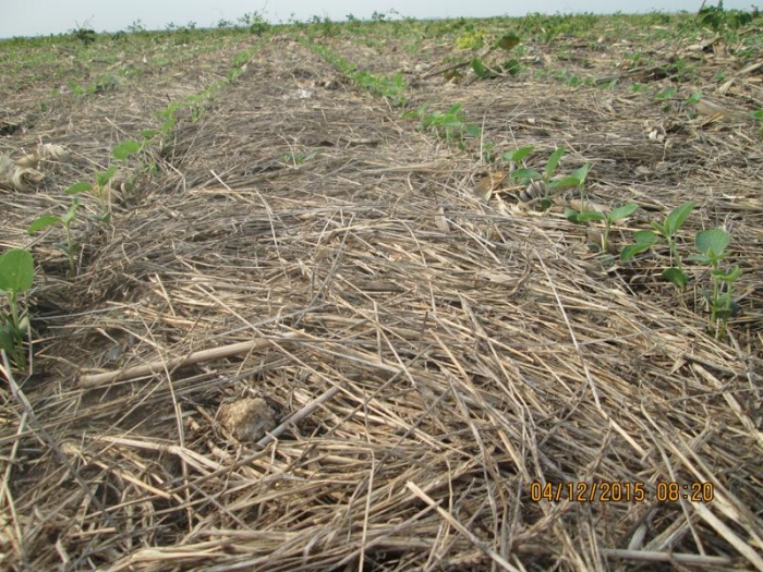 Lavoura de soja com palhada em Uruçuí (PI). Foto enviada por Altair Fianco