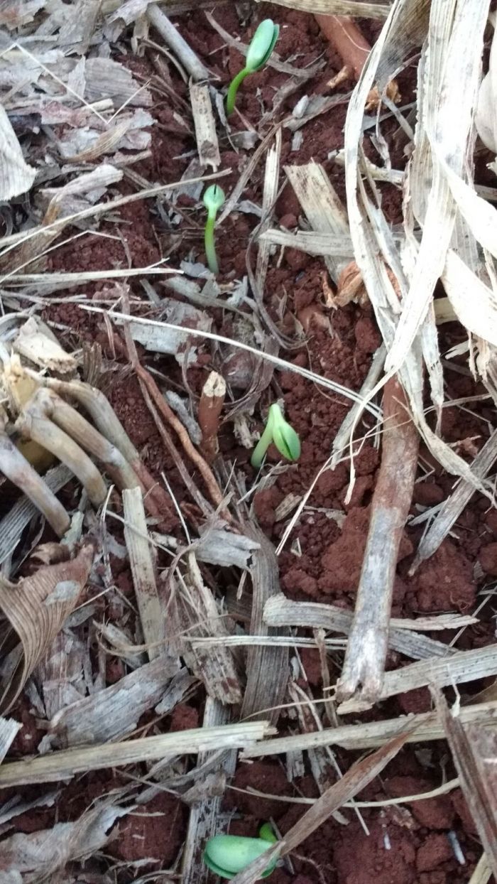 Imagem do dia - Calor e solo úmido, primeiras plantas de soja emergindo cinco dias após o plantio. Imagem de Valdir Fries em Itambé (PR)