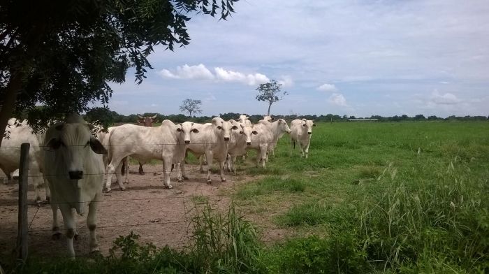 Imagem do dia - Confinamento a pasto na Fazenda Serra do Sol em Santo Antônio do Leverger (MT)