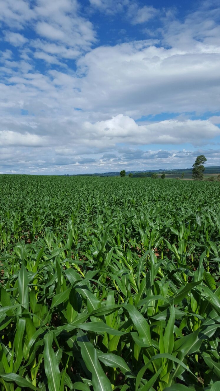 Imagem do dia - Lavoura de milho safrinha em Iporã (PR), na Fazenda Diamante