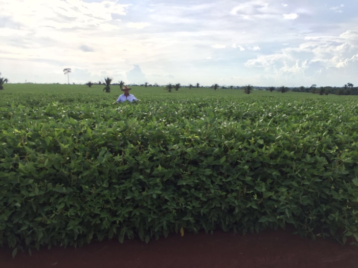 Imagem do dia - Lavoura de soja em Chupinguaia (RO), na Fazenda Imaculada II, do produtor Sebastião Giacheto Ferreira Júnior