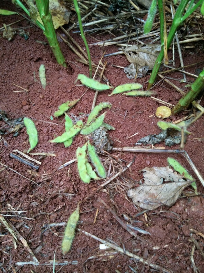 Imagem do dia - Danos causados por lesmas em Planalto (PR). Envio do Técnico Agrícola Rafael Boaro Kamphorst