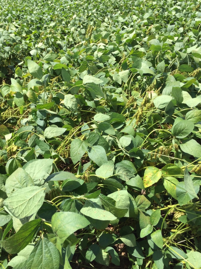 Imagem do dia - Lavoura de soja em Niquelândia (GO), do produtor Rogério Sousa Gonçalves