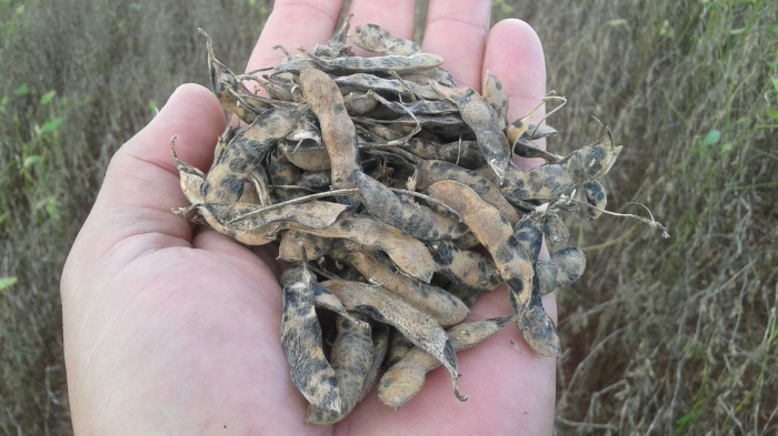 Imagem do dia - Lavoura de soja em Nova Aurora (PR), sendo prejudicada pelo excesso de chuvas. Enviado pelo Técnico Agrícola David Clemente