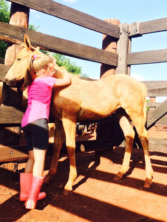 Imagem do dia - Criação de cavalos em Rancho Alegre (PR), na Fazenda Água Nova