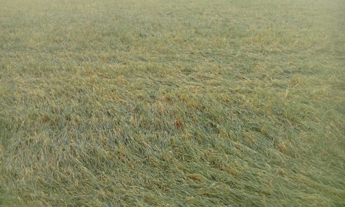 Imagem do dia - Lavoura de trigo após chuvas de granizo em San Roque, Nacunday (PY)