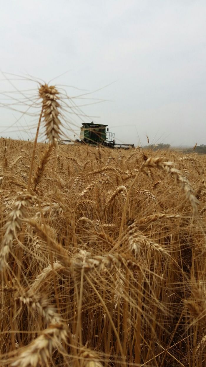 Imagem do dia - Colheita do trigo em Capão do Cipó (RS)