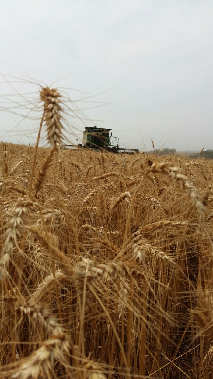 Imagem do dia - Colheita do trigo em Capão do Cipó (RS)
