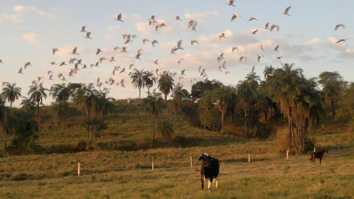 Imagem do dia - Entardecer em Pedro Leopoldo (MG), na Fazenda do Moinho