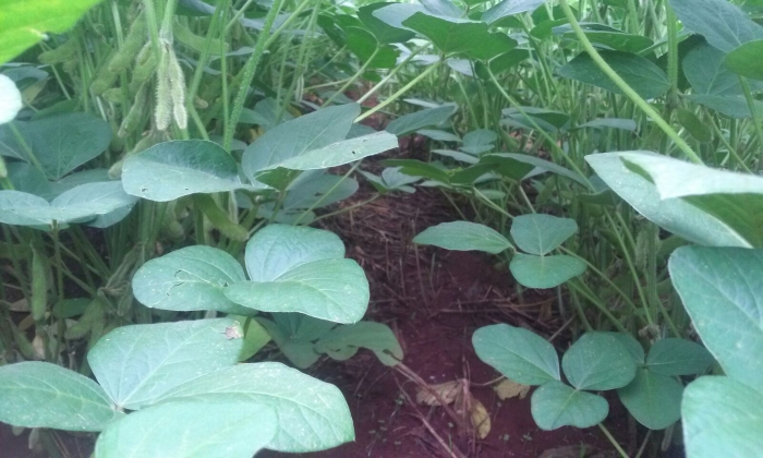 Imagem do dia - Lavoura de soja em Assis Chateaubriand (PR), da produtora Franciele C. Ferreira