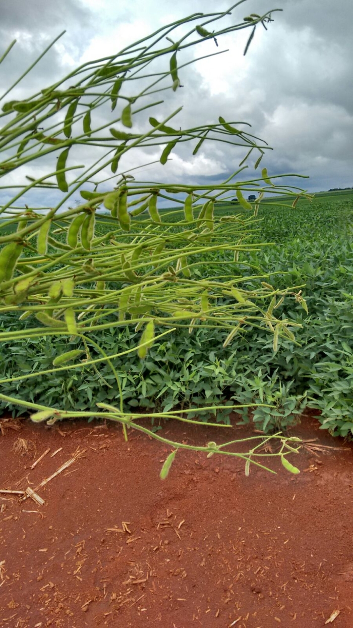 Imagem do dia - Lavoura de soja em Santa Cruz do Rio Pardo (SP)