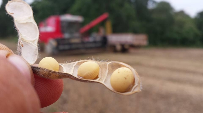 Imagem do dia - Colheita de soja em Tenente Portela (RS). Enviado por Anderson Walter.