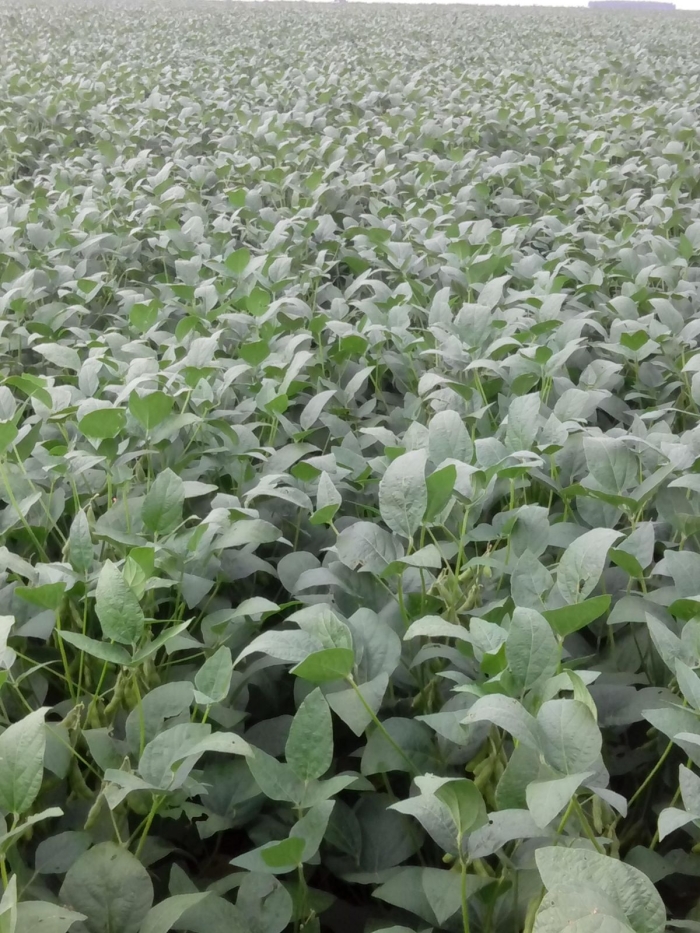 Imagem do dia - Lavoura de soja em Puente Kyjha (PY), do produtor Anderson Holderbaum