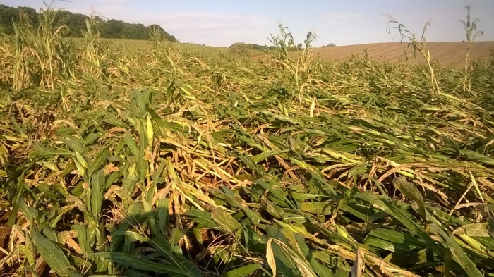 Imagem do dia - Lavoura de milho, após chuva e vento em Ibiaçá (RS), do produtor Elton Defavari