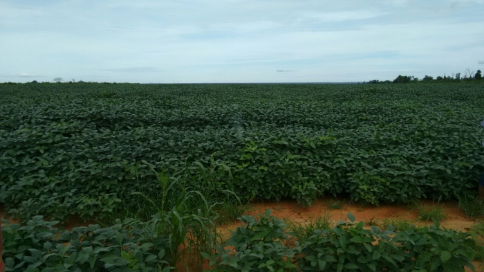 Imagem do dia - Lavoura de soja em Colinas (MA). Enviado por Altenir Lang