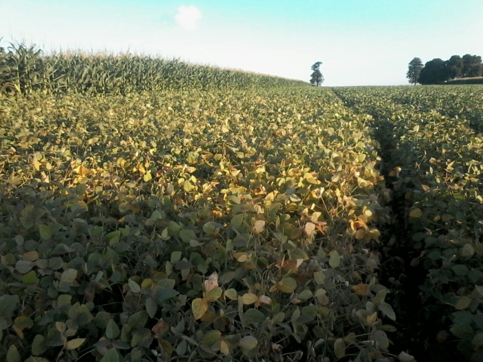 Imagem do dia - Lavoura de soja safrinha, após 25 dias sem chuvas em Ubiratã (PR), da Familia Garcia