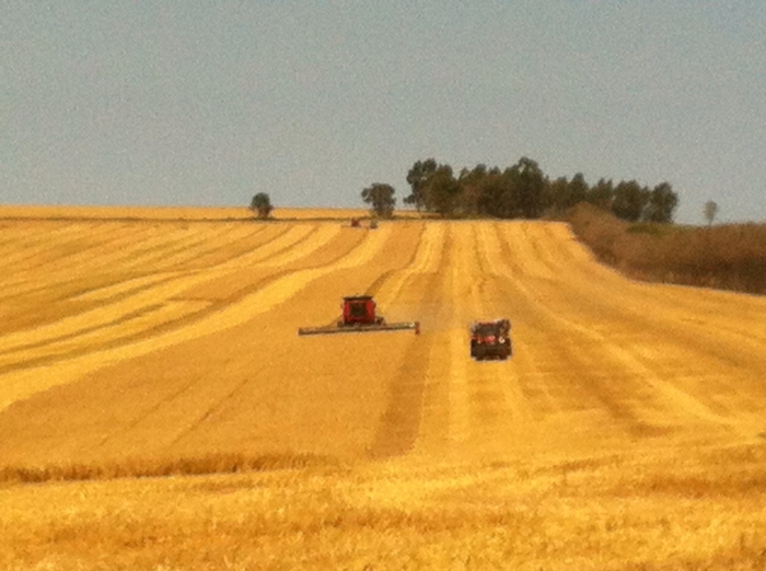 Imagem do dia - Lavoura de trigo em Wenceslau Braz (PR), da Agrobassi