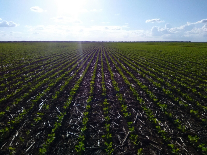 Imagem do dia - Lavoura de soja em Baixa Grande do Ribeiro (PI). Enviado pelo produtor Rangel Richetti