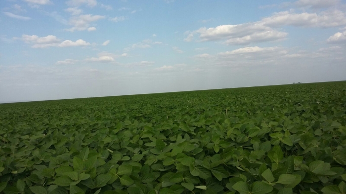Imagem do dia - Lavoura de soja em Balsas (MA), na Fazenda Corrente