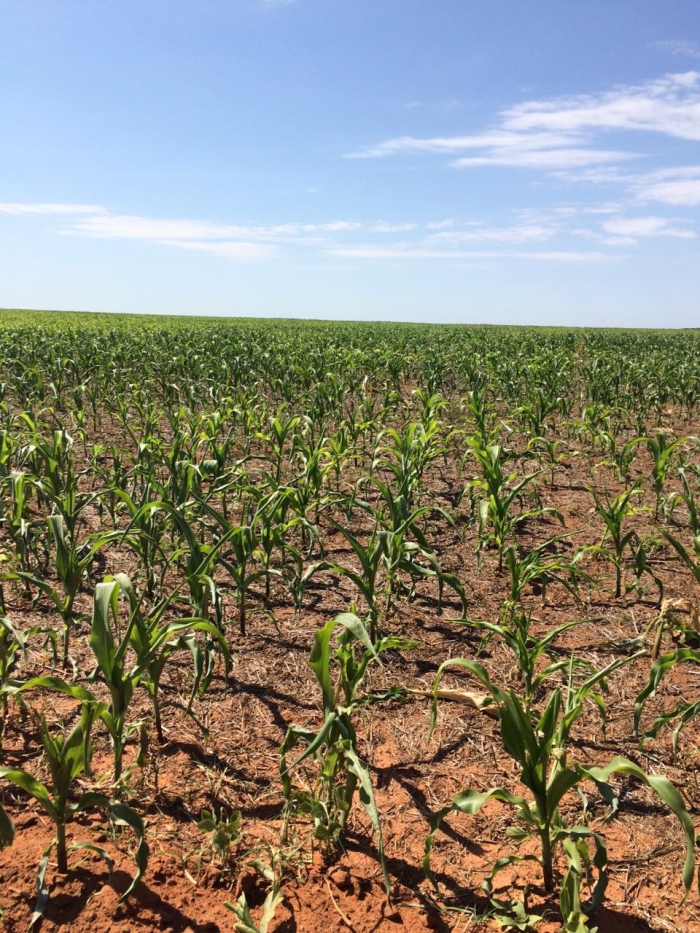 Imagem do dia - Lavoura de milho em Jataí (GO)