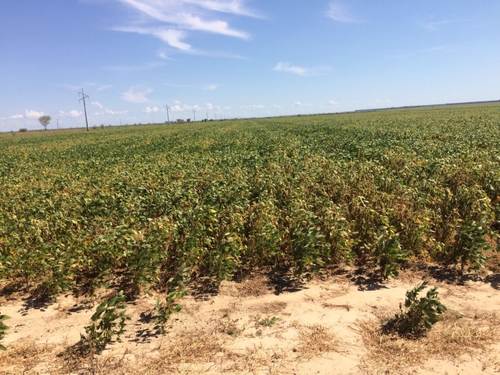 Imagem do dia - Lavoura de soja em Formosa do Rio Verde (BA)