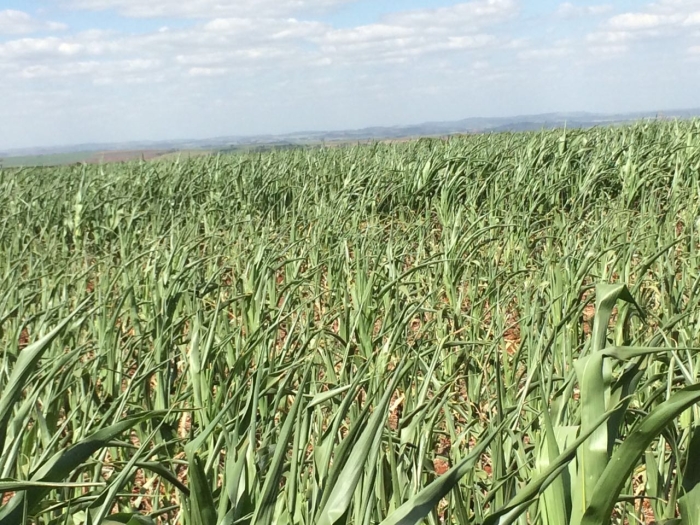 Imagem do dia - Lavoura de milho safrinha em Maringá (PR)