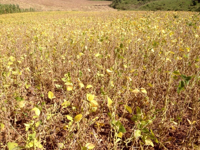 Imagem do dia - Lavoura de soja em Ibiaçá (RS), do produtor Lourenço Scariot