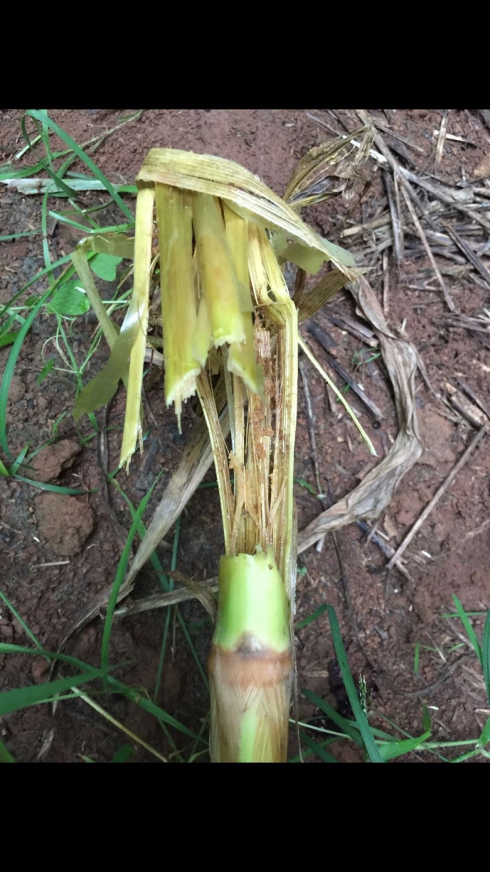 Imagem do dia - Incidência de cigarrinha-do-milho em Unaí (MG)