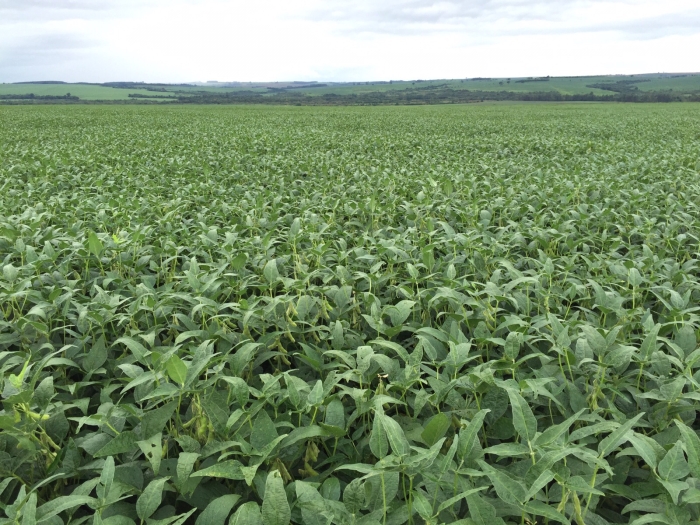 Imagem do dia - Lavoura de soja em Perobal (PR), dos produtores Valdecir e José Moreira