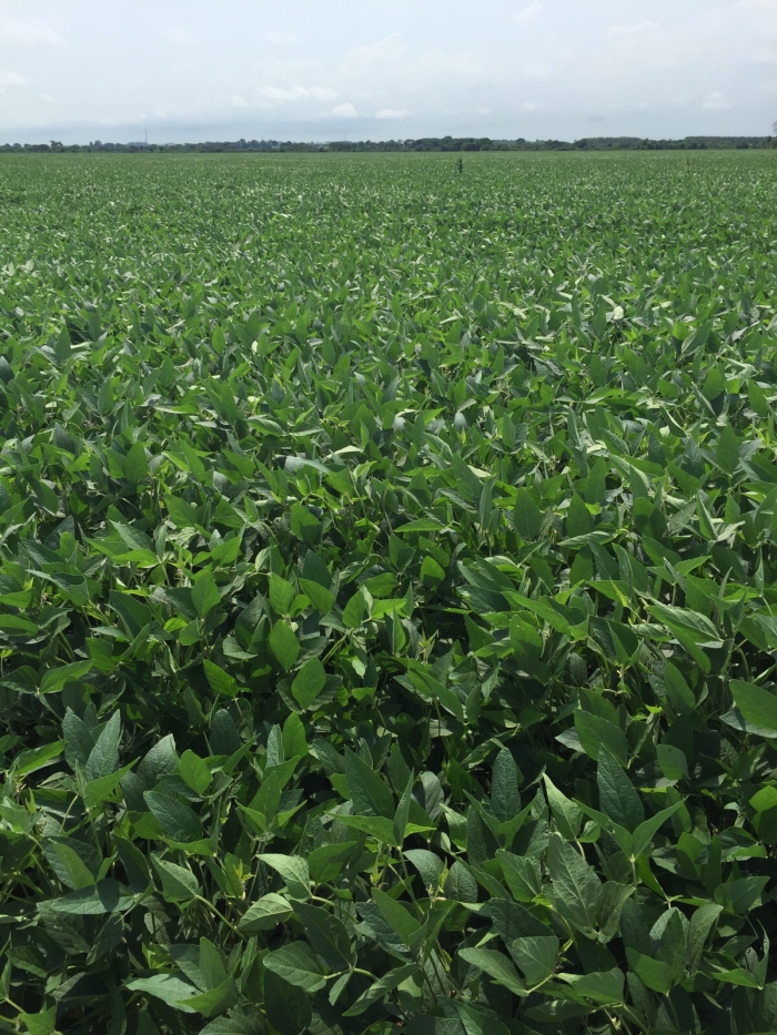 Imagem do dia - Lavoura de soja em Douradina (MS), do produtor Luiz Sérgio Piccioni