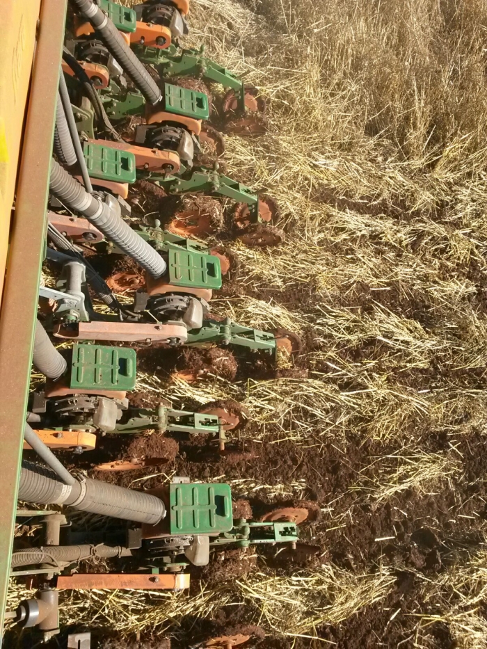 Imagem do dia - Plantio de milho pipoca em Carazinho (RS). Enviado por Tiago do Nascimento