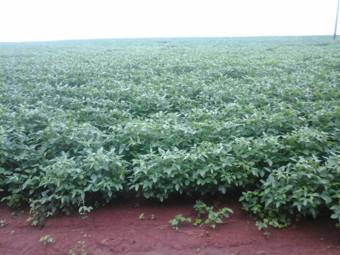 Imagem do dia - Lavoura de soja em Dourados (MS), do produtor Luciano Ferri