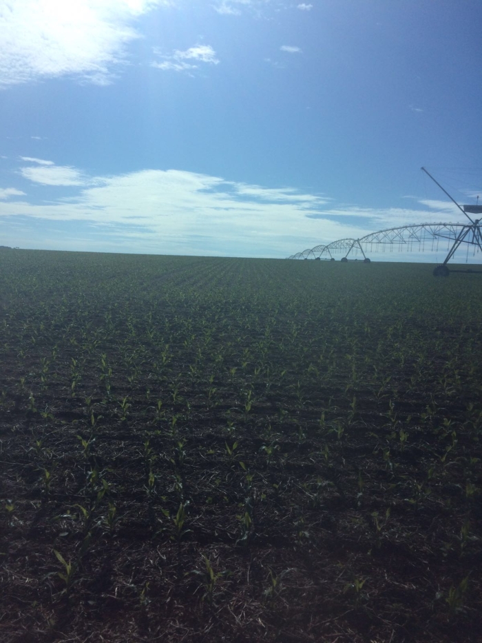 Imagem do dia - Safrinha de milho em Perolândia (GO). Enviado por Lucas Maggioni