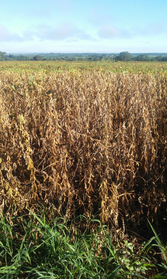 Imagem do dia - Lavoura de soja em Vicentinópolis (GO), na Fazenda 2 Irmãos